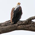 Profile Picture of Ray Moore (@ray moore photo) on Flickr