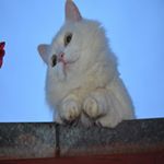 Profile Picture of Michael Wilson (@sukachevabungo) on Instagram