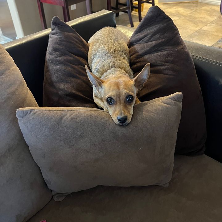Profile Picture of Mandi (@mandiherd) on Tiktok