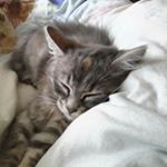 Profile Picture of Jacqueline Wittek (@katzekira2015) on Instagram