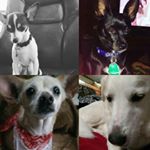 Profile Picture of Dufreche Dogs (@dufreche._.pups) on Instagram