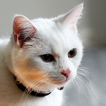 Profile Picture of Myphotorose-Orapun Talalak :) (@Myphotorose-Orapun Talalak :)) on Flickr