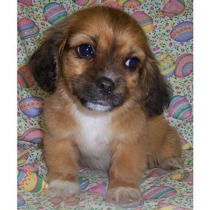 Profile Picture of Kyle Dunckel (@damian_rahi) on Myspace
