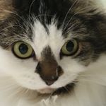 Profile Picture of Scott McRobert (@smcrober) on Instagram