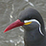 Profile Picture of Andy Jones (@ornitholoco) on Flickr