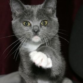 Profile Picture of aj thompson (@mudpupster) on Pinterest