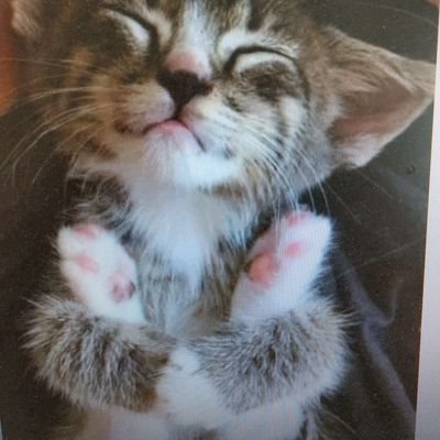 Profile Picture of Peter Tillman (@pat111_pt) on Twitter