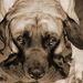 Profile Picture of Robin Balcom (@robinbalcom) on Pinterest