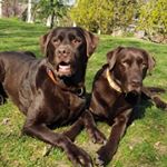 Profile Picture of Chocolate Lab Of The Day (@chocolatelaboftheday) on Instagram