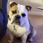 Profile Picture of Odin Alexander  Kerns (@odinkerns_thebulldog) on Instagram