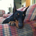 Profile Picture of Hannah (@hannahthedobie) on Instagram