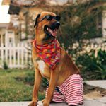 Profile Picture of Steven Otis Cooper Ocean (@steve__the__dog__) on Instagram