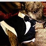 Profile Picture of Randall Ayoub (@randallbudz) on Instagram