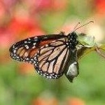 Profile Picture of David Newland (@david.newland) on Instagram