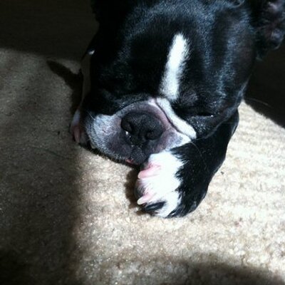 Profile Picture of Thunder Bob (@ThunderBob2) on Twitter
