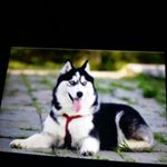 tamer Sabber - Instagram Profile Picture of tamer Sabber (@sabbertamer) on Instagram