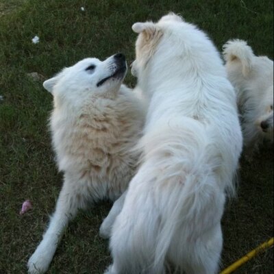 Profile Picture of Michael Campagno (@mxampa) on Twitter