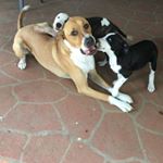 Profile Picture of Koda James (@koda_the_yoda) on Instagram