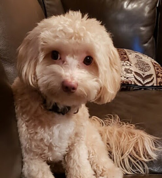 Profile Picture of Annaliese Abboud (@anabboud) on Poshmark