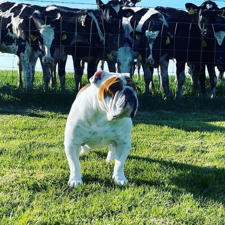 Profile Picture of Barry (@barrythebulldog1) on Tiktok