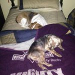 Profile Picture of Neil Swenson (@ncswens) on Instagram