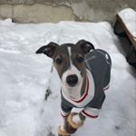 Rex, Steve, And Dale - Instagram Profile Picture of Rex, Steve, And Dale (@life.withpups) on Instagram