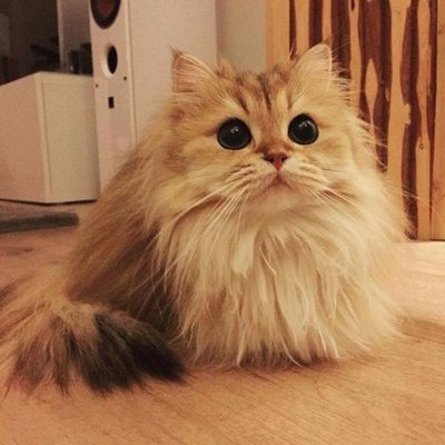 Profile Picture of икотирина (@CocoKatherine) on Twitter