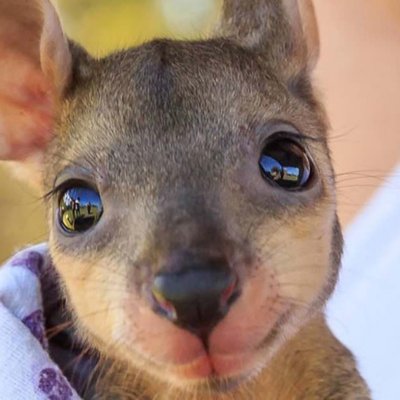Profile Picture of Joseph Bamberger (@A_Baby_Kangaroo) on Twitter