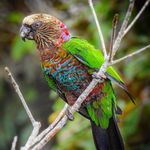 Profile Picture of Jason’s Farm Poultry (@jason_poultry) on Instagram