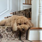 Profile Picture of Amanda (@amanda.dingler) on Instagram