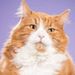 Profile Picture of Joseph Emert (@josephwemert) on Pinterest