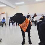 Profile Picture of La vida de un Perro de Intervenciones Asistidas (@irene.zeus) on Instagram