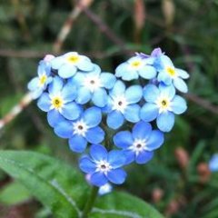 Profile Picture of Rebecca OBrien (@HomeopathAttune) on Twitter