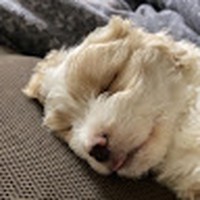 Profile Picture of Amanda Viveiros (@amanda-viveiros-9) on Quora