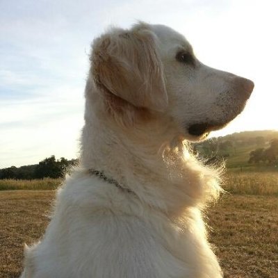 Profile Picture of Steve Dunning (@stevedunning131) on Twitter