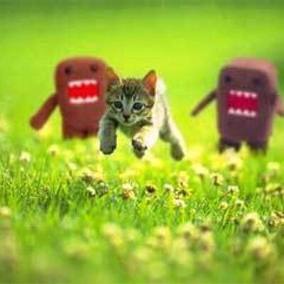 Profile Picture of Zachary Burchfield (@amishbullfrog) on Twitter