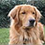 Profile Picture of Murphy's Paw (@murphy's paw) on Flickr