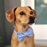 Profile Picture of Tucker Eugene Miller (@supertuckthepup) on Instagram