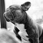 Profile Picture of Chris (@freshylanefrenchies) on Instagram