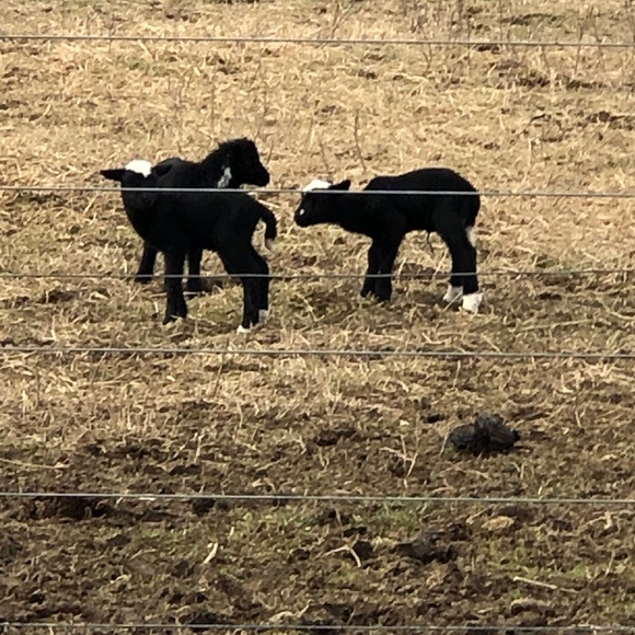 Profile Picture of Vickie Gibson (@vikki_1050) on Poshmark