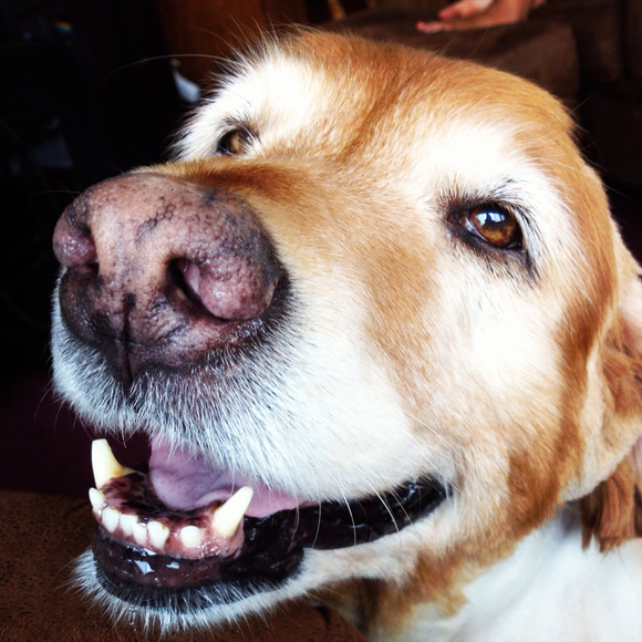 Profile Picture of Lacee Gittings (@lgittings) on Poshmark