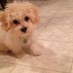 Profile Picture of Andrew Gosling (@andrewgosling87) on Instagram