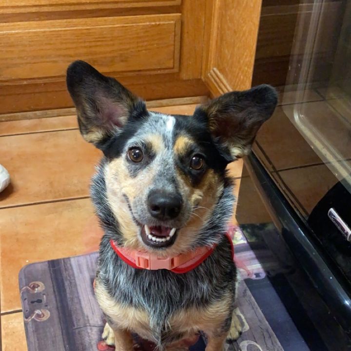 Profile Picture of Athena (@athena_theheeler) on Tiktok