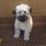 Profile Picture of Luke Strittmatter (@l.strittmatter) on Instagram