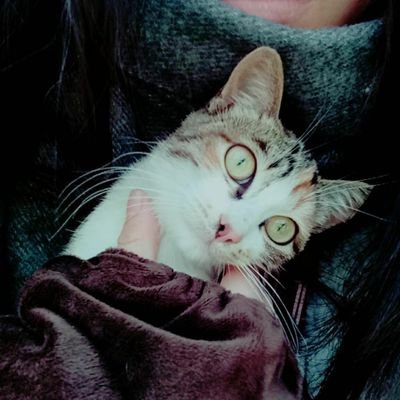Profile Picture of Edison (@Stephen_Edison) on Twitter