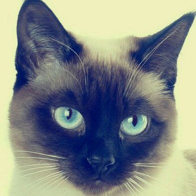 Profile Picture of Nettie Davis (@nettiedavis836) on Twitter