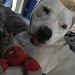 Profile Picture of Robert Rothbart (@rangerbully) on Instagram