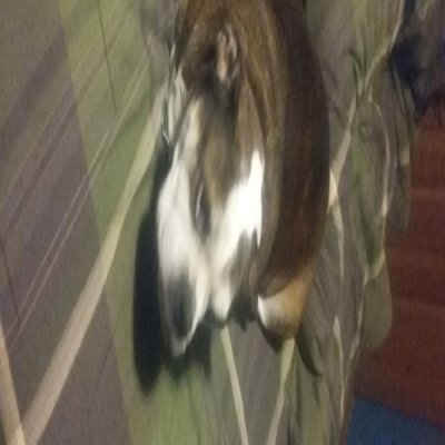 Profile Picture of Daniel Hoard (@danielandlife) on Twitter