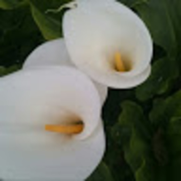 Profile Picture of Patty Silva (@pattysilva711) on Poshmark