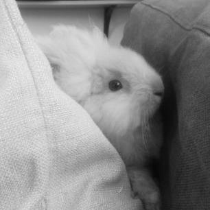 Profile Picture of Benjamin Bunny (@BenjiTGriffith) on Twitter